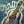 Mentor's Guitar Melody